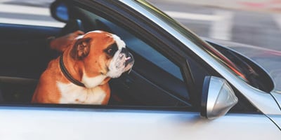 Conseils de Sécurité pour le Transport des Animaux en Voiture