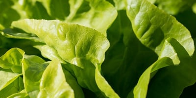 Conseils sur la Salubrité pour les Légumes-feuilles Conseils sur la Salubrité pour les Légumes-feuilles