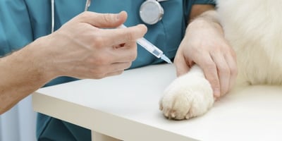 De quels Vaccins votre Chien a-t-il Besoin