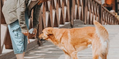 Découvrez les Endroits Dog-Friendly Près de Chez Vous!