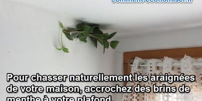 Des Araignées dans Votre Maison ? Le Truc Naturel Pour les Chasser Définitivement Des Araignées dans Votre Maison ? Le Truc Naturel Pour les Chasser Définitivement