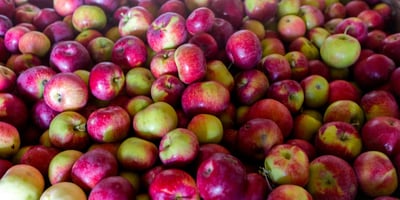 Des Initiatives pour Manger Local Des Initiatives pour Manger Local