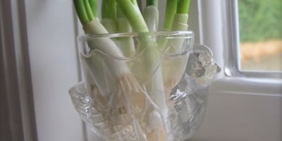 Des Oignons Verts…Cultivez-les vous-même