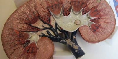 Des Remèdes Naturels pour Soigner vos Reins
