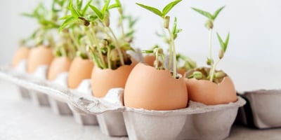 Des Semis Faits-Maison avec des Matériaux Organiques Recyclés Des Semis Faits-Maison avec des Matériaux Organiques Recyclés