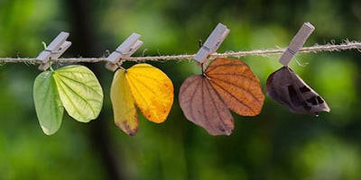 Différencier les Allergies Saisonnières du Rhume, été comme Hiver