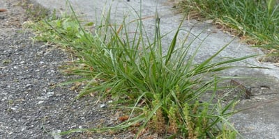 Du Vinaigre Blanc contre les Mauvaises Herbes et autres Trucs Du Vinaigre Blanc contre les Mauvaises Herbes et autres Trucs