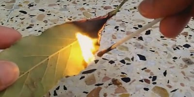 Elle Brûle les Feuilles de Laurier à la Maison... Vous allez Faire Pareil !