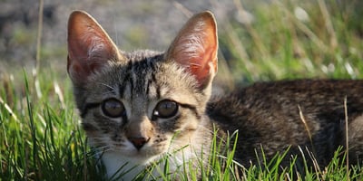 Eloigner le Chat des Plantes Eloigner le Chat des Plantes