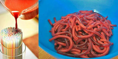 Fabriquer des Vers de Terre Comestibles