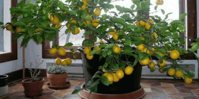Comment Faire Pousser un Citronnier dans votre Maison