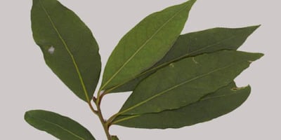 Faites Brûler Quelques Feuilles de Laurier Chez Vous et Voici ce qui Arrivera 10 Minutes Après! Faites Brûler Quelques Feuilles de Laurier Chez Vous et Voici ce qui Arrivera 10 Minutes Après!