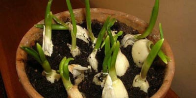 Faites Pousser Indéfiniment de L’ail en Intérieur ! Faites Pousser Indéfiniment de L’ail en Intérieur !