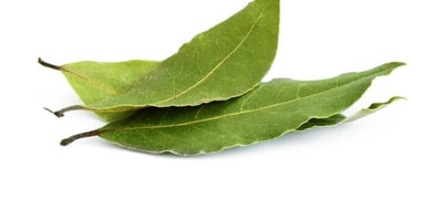 Feuille de Laurier Feuille de Laurier