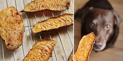 Gâteries pour Chiens aux Patates Douces Gâteries pour Chiens aux Patates Douces