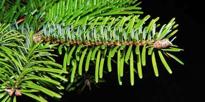 Enlever la Gomme de Sapin, 10 Trucs à Découvrir