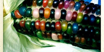 Grâce aux Producteurs de Semences, le Maïs Arc-en-ciel Existe Encore