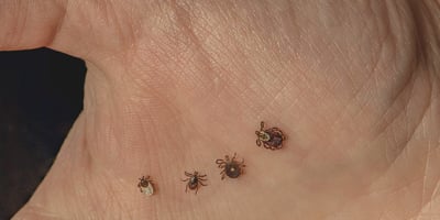 Guide D’identification des Tiques du Québec