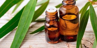 Huile Essentielle D’eucalyptus, 8 Remèdes Contre les Maux de L’hiver Huile Essentielle D’eucalyptus, 8 Remèdes Contre les Maux de L’hiver