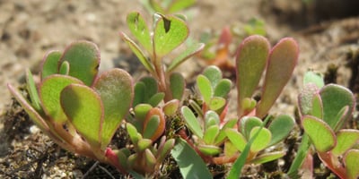 Elle est l’une des Meilleures Plantes Médicinales à Découvrir... Elle est l’une des Meilleures Plantes Médicinales à Découvrir...