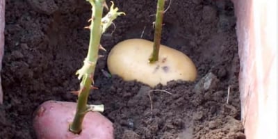 Il Pique une Rose dans une Pomme de Terre Il Pique une Rose dans une Pomme de Terre