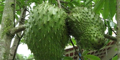 La Plante qui Combat le Cancer et Dont Personne ne Parle