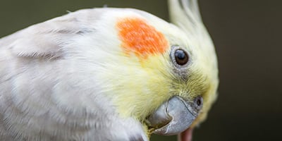 L’achat de Votre Oiseau