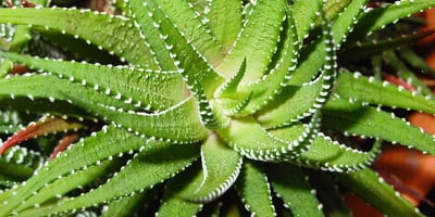 L'aloe Vera Médecine Miracle ? Les Rapports avec la Médecine Officielle L'aloe Vera Médecine Miracle ? Les Rapports avec la Médecine Officielle