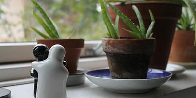 L’aloe Vera, Médecine Miracle ?