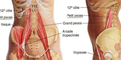 Le « Muscle de L’âme» est la Source de la Peur et de L’anxiété Le « Muscle de L’âme» est la Source de la Peur et de L’anxiété
