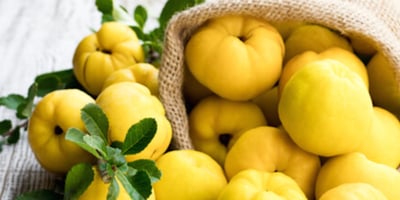 Le Coing, un Fruit D’automne Riche en Minéraux et en Vitamines