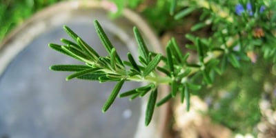Le Romarin : Une Plante Merveilleuse qui Combat la Fatigue tout en Énergisant le Corps et L'esprit ! Le Romarin : Une Plante Merveilleuse qui Combat la Fatigue tout en Énergisant le Corps et L'esprit !