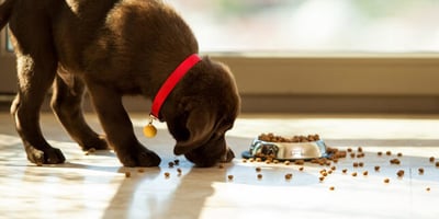 Les Allergies Alimentaires Chez le Chien