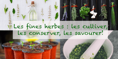 LES FINES HERBES, LES CULTIVER, LES CONSERVER, LES SAVOURER!