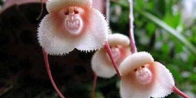 Les Orchidées à Tête de Singe sont Rares et très Expressives Les Orchidées à Tête de Singe sont Rares et très Expressives