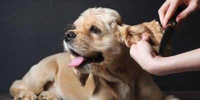 Les Soins esthétiques et D’entretien pour Animaux : Des Tâches à Confier à des Pros!