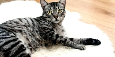 Litière pour Chat sans Odeur... Ou presque!