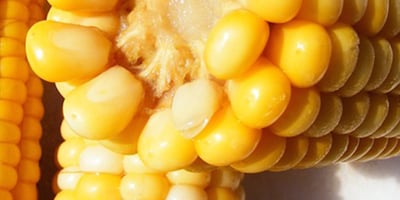 Cuisine pratique Comment Blanchir des Légumes (et les Congeler) ?
