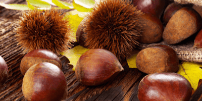 Marron et Châtaigne, qui est Comestible, qui est Toxique ? Marron et Châtaigne, qui est Comestible, qui est Toxique ?