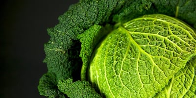 Mettez les Feuilles de Chou sur Votre Poitrine et sur Vos Jambes Avant de Dormir…Vous Serez SOUS LE CHOC à Votre Réveil ! Mettez les Feuilles de Chou sur Votre Poitrine et sur Vos Jambes Avant de Dormir…Vous Serez SOUS LE CHOC à Votre Réveil !