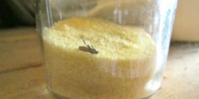 Comment se Débarrasser des Mites Alimentaires ? Comment se Débarrasser des Mites Alimentaires ?