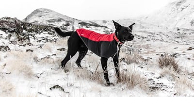 Mon Animal a-t-il besoin de Vêtements Chauds lors des Temps Froids?