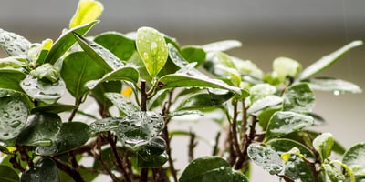 Nettoyer et Soigner les Plantes D'intérieur