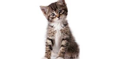 Nettoyer un Pipi de Chat