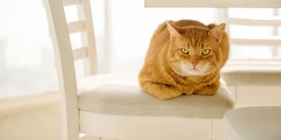 Nettoyer un Pipi de Chat