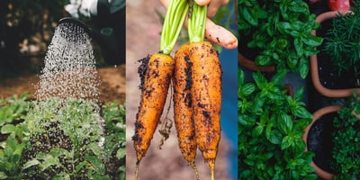 Petit Guide du Potager, Tout Savoir pour un Jardin Parfait! Petit Guide du Potager, Tout Savoir pour un Jardin Parfait!