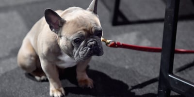 Pic de Chaleur 4 Conseils pour Protéger votre Animal de Compagnie Pic de Chaleur 4 Conseils pour Protéger votre Animal de Compagnie