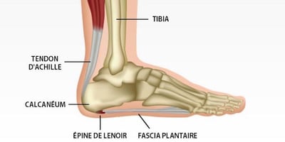 L'épine de Lenoir