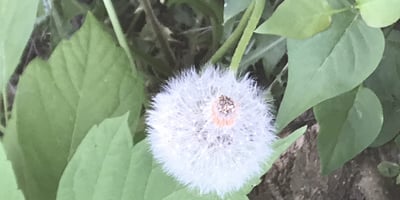 Pollens