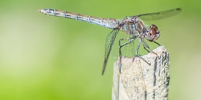Pourquoi les Moustiques Piquent-ils Certaines Personne plus que D'autres?